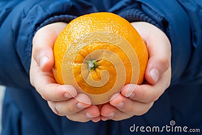 Child hand holding orange. Orange, the indispensable fruit of winter. Vitamin C. Stock Photo