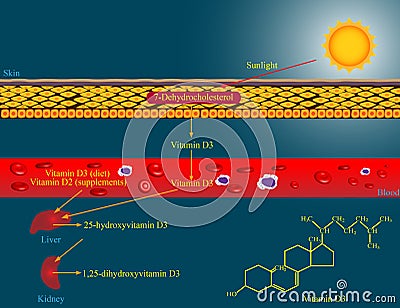 Vitamin D metabolism Stock Photo