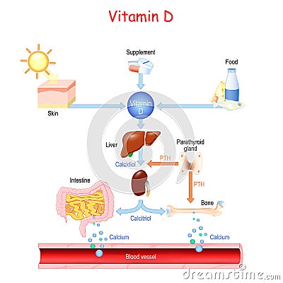 Vitamin D. Sources, metabolism and organs that regulate the level of calcium in the blood Vector Illustration