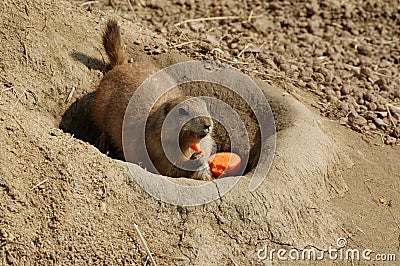 Vitamin. Prairie dog and carrot. Stock Photo