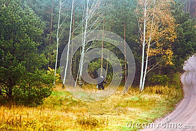 collector of fungi ( mushroom picker) on forest clearing near forest road Editorial Stock Photo