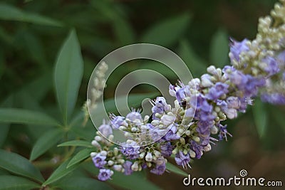 Vitex or Chaste Tree Flowers Up Close Stock Photo