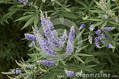 Vitex agnus-castus shrub Stock Photo