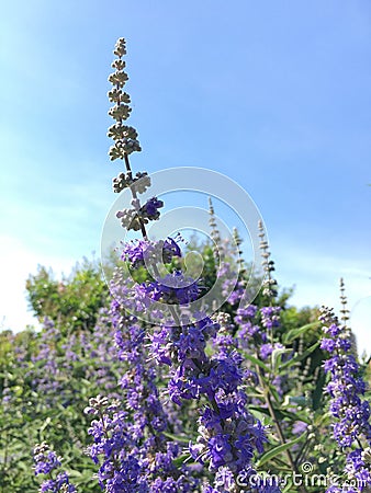 Vitex, Chaste Tree Blossoming with Purple Flowers in Bright Sunlight in July at Coney Island in Brooklyn, New York, NY. Stock Photo