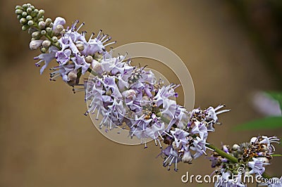 Vitex, chastetree or chasteberry flowers, Vitex agnus-castus Stock Photo