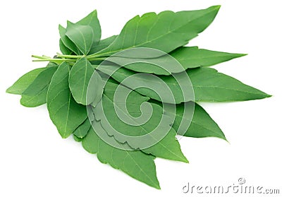 Vitex Negundo or Medicinal Nishinda leaves Stock Photo