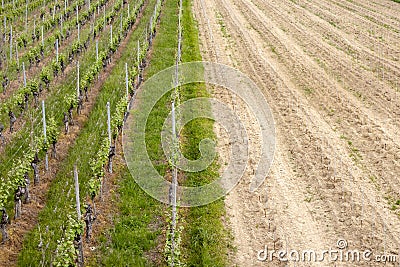 Viticulture, vines planted and lie fallow Stock Photo