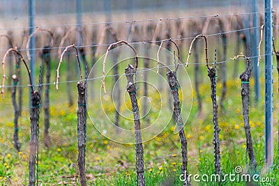 Viticulture: Vines after the pruning in the vineyard. Stuning plantation in spring. Pannonhalma Wine Region, Hungary Stock Photo