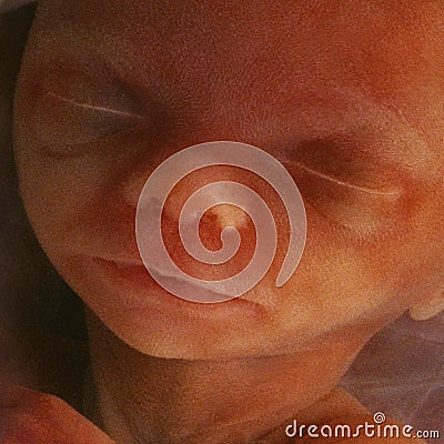 In vitro image of a human fetus in the womb Stock Photo