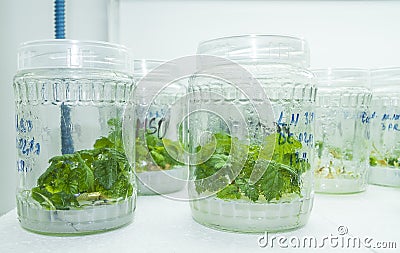 Vitro plant Stock Photo