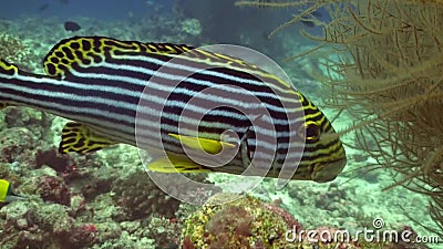 Vittatus oriental de Plectorhinchus del sweetlip en pescados más limpios que esperan del coral en el Océano Índico almacen de metraje de vídeo Vittatus oriental de Plectorhinchus del sweetlip en pescados más limpios que esperan del coral en el Océano Índico almacen de metraje de vídeo