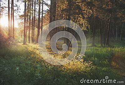 Vivid beautiful scene with sunlight in green forest Stock Photo