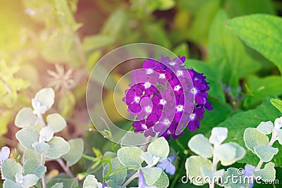 Vivid beautiful verbena hortensis obsession lilac flowers is blooming on bright sunbeams in flowerbed. Decorative flowers Stock Photo