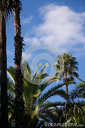 Vivid blue sky and green trees in Morocco Stock Photo