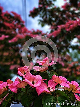 Vivid bunch of pink Cornus kousa in the garden.Vancouver, Canada. Stock Photo