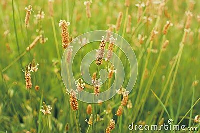 Vivid close-up grass. green grass in the sunset Stock Photo