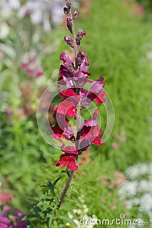 Vivid Crimson flower of Antirrhinum Majus â€˜Crimson Velvet` Snapdragon portrait close up Stock Photo