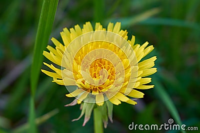 Vivid dandelion macro Stock Photo