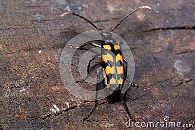 Vivid death-watch is sitting on a tree stump. Stock Photo