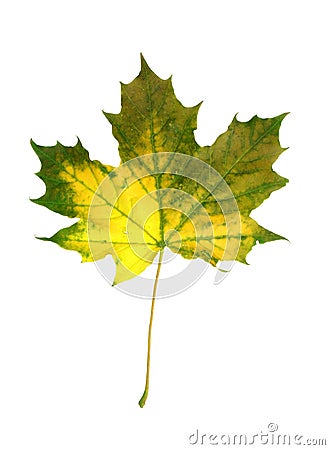 Vivid fall leaf Stock Photo