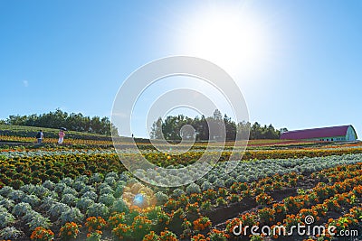 Vivid flowers streak pattern attracts visitors. Panoramic colorful flower field in Shikisai-no-oka Editorial Stock Photo