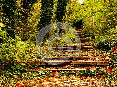 Vivid green orange yellow tree leaves. Autumn fall in the park garden. Forest and stone stairs covered with dried tree leaves. Stock Photo