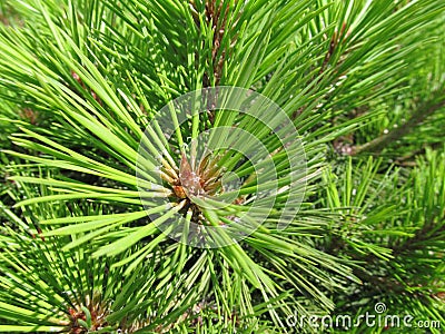 Vivid green pine tree needles Stock Photo