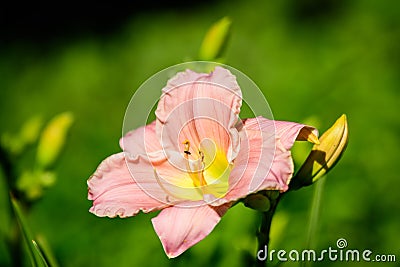 Vivid Hemerocallis Pink Playmate Daylily, Lilium or Lily plant in a British cottage style garden in a sunny summer day, beautiful Stock Photo