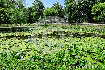 Vivid landscape in Nicolae Romaescu park from Craiova in Dolj county, Romania, with lake, waterlillies and large green tres in a Stock Photo