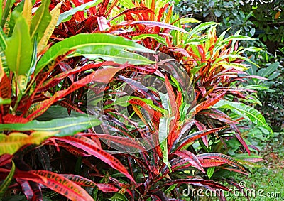 Vivid Multi-color Fire Croton Shrub in the Tropical Garden with Selective Focus Stock Photo