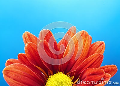 Vivid Orange Flower on Blue background Stock Photo