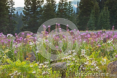 Vivid Pink Fireweed And White Englemann Asters Wildflowers In Colorado Stock Photo