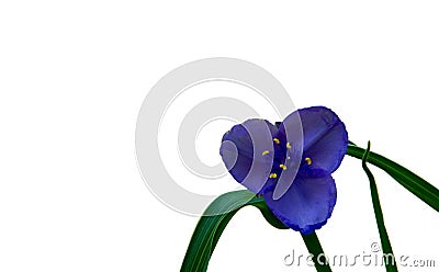 Vivid Purple Wild Spiderwort Flower Stock Photo