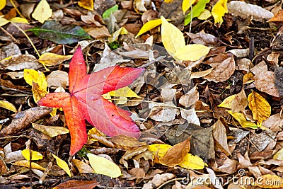 Vivid red leaf Stock Photo