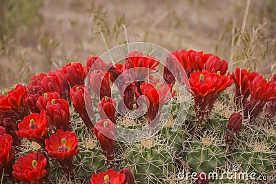 Vivid Red Mojave Mound Cactus Echinocereus triglochidiatus Stock Photo