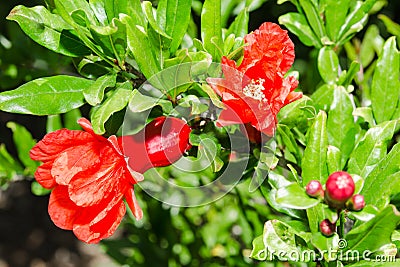 Vivid red spring pomegranate blossom Stock Photo