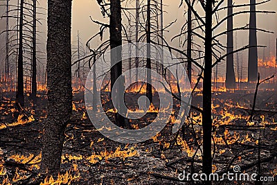 Vivid smoldered tree trunk firewoods burned in fire closeup. Warm logs, bright sparks atmospheric background of huge Stock Photo