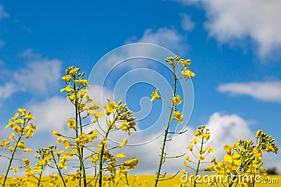 Vivid yellow oilseed rape/canola flowers Stock Photo