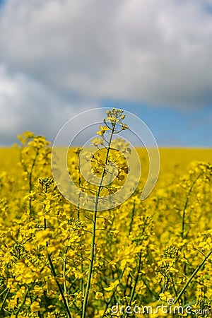 Vivid yellow oilseed rape/canola flowers Stock Photo