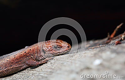 Viviparous lizard Stock Photo