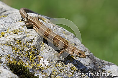 Viviparous lizard - Zootoca vivipara Stock Photo