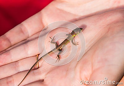 Viviparous lizard baby in the hands of a human Stock Photo