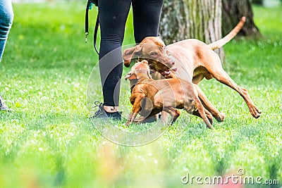 Vizsla breed two dogs in park playing Stock Photo