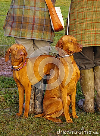 Vizsla dogs Stock Photo