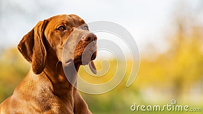 Vizsla puppy on a beach. Full length hungarian vizsla hunting dog outdoors portrait. Stock Photo