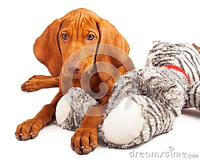 Vizsla Puppy Laying on Stuffed Toy Stock Photo