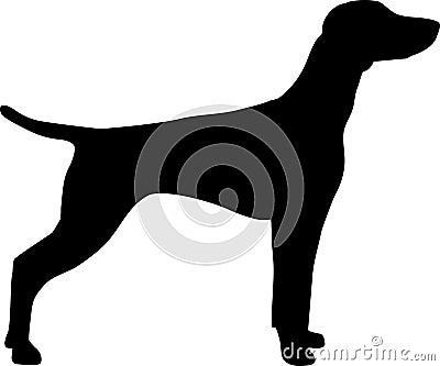 Vizsla silhouette Vector Illustration