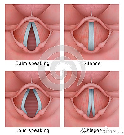 Vocal cord vocal folds vibratory cycle Stock Photo