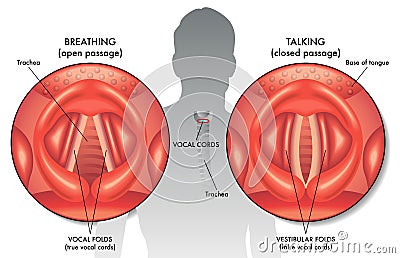 Vocal cords Vector Illustration