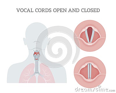 Vocal cords open and closed Stock Photo